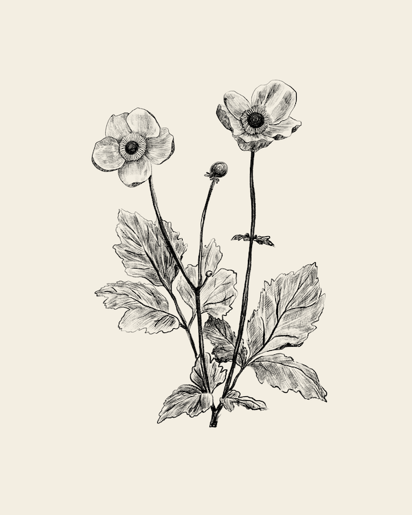 1022 Anemone Hupehensis web