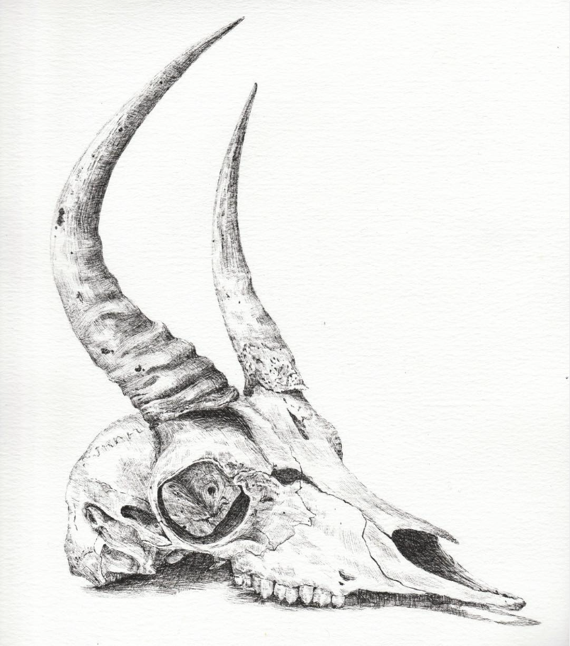 kara-wightman-skull-1
