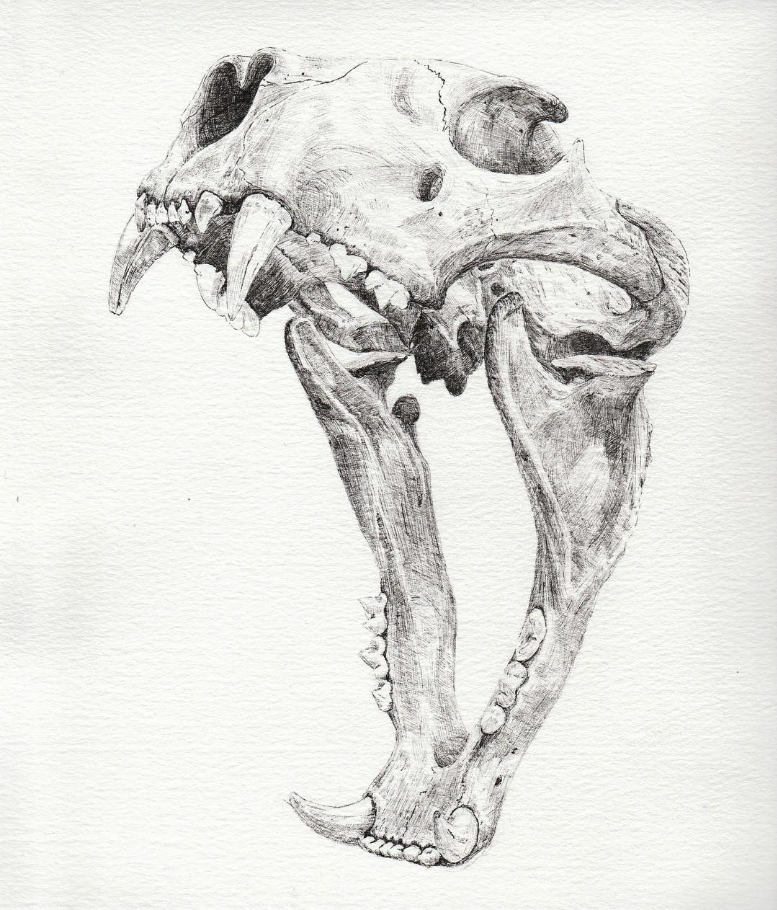 kara-wightman-skull-2